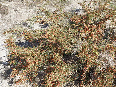Daviesia ulicifolia ssp. incarnata p Denzel Murfet Waitpinga Cliffs